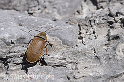 Behaarter Moorweichkäfer (Dascillus cervinus) (F169036)