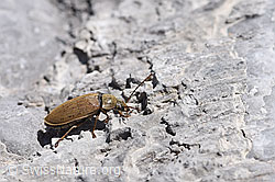 Behaarter Moorweichkäfer (Dascillus cervinus) (F169037)