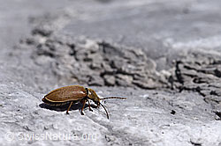 Behaarter Moorweichkäfer (Dascillus cervinus) (F169041)