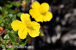 Foto: Grossblütiges Sonnenröschen (Helianthemum grandiflorum)