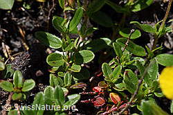 Foto: Grossblütiges Sonnenröschen (Helianthemum grandiflorum)