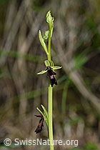 Fliegen-Ragwurz (Ophrys insectifera) (F169077) Fliegen-Ragwurz (Ophrys insectifera) (F169077)