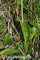 Fliegen-Ragwurz (Ophrys insectifera) (F169079) Fliegen-Ragwurz (Ophrys insectifera) (F169079)
