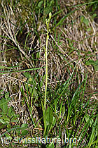 Fliegen-Ragwurz (Ophrys insectifera) (F169083) Fliegen-Ragwurz (Ophrys insectifera) (F169083)