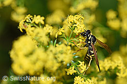 Französische Feldwespe (Polistes dominula) an Echtes Labkraut (Galium verum) (F169700)