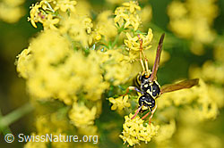 Französische Feldwespe (Polistes dominula) auf Echtes Labkraut (Galium verum) (F169701)
