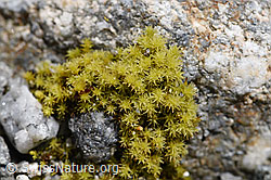 Moos (07.2020, F169800)