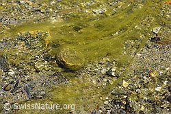 Algen in kleinem Gletscherbach (07.2020, F169812) Algen in kleinem Gletscherbach (07.2020, F169812)