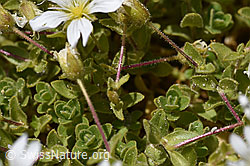Einblütiges Hornkraut (Cerastium uniflorum) (F169869) Einblütiges Hornkraut (Cerastium uniflorum) (F169869)
