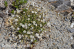 Felsen-Leimkraut (Silene rupestris) (F169885)