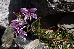 Fleischers Weidenröschen (Epilobium fleischeri) (07.2020, F169894)