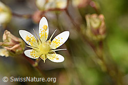 Moosartiger Steinbrech (Saxifraga bryoides) (07.2020, F169899)