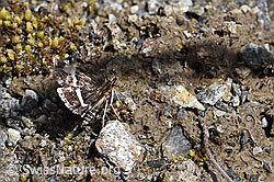 Pyrausta cingulata (Rüsselzünsler) (07.2020, F169906)