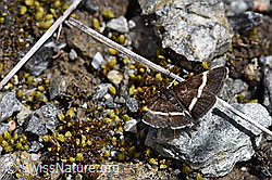 Pyrausta cingulata (Rüsselzünsler) (07.2020, F169909)
