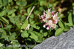 Thals Klee (Trifolium thalii) (07.2020, F169911)