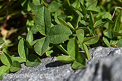 Thals Klee (Trifolium thalii) (07.2020, F169912)