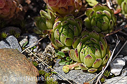 Berg-Hauswurz (Sempervivum montanum) (07.2020, F169916)