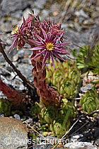 Berg-Hauswurz (Sempervivum montanum) (07.2020, F169920)