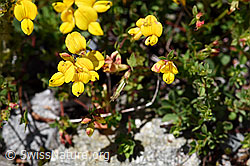 Gewöhnlicher Hornklee (Lotus corniculatus) (F169930)