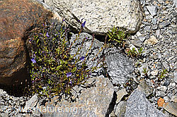 Felsen-Ehrenpreis (Veronica fruticans) (F169940)