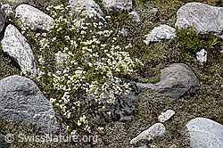 Ungleichblättriges Labkraut (Galium anisophyllon) (07.2020, F169965)