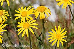 Gemswurz-Greiskraut (Senecio doronicum) (07.2020, F169966)