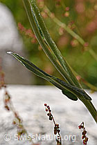 Gemswurz-Greiskraut (Senecio doronicum) (07.2020, F169975)