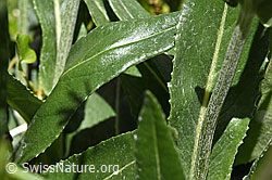 Photo: Gemswurz-Greiskraut (Senecio doronicum)