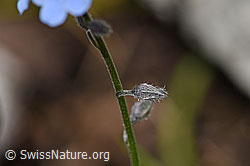 Sumpf-Vergissmeinnicht (Myosotis scorpioides) (F169991) Sumpf-Vergissmeinnicht (Myosotis scorpioides) (F169991)