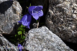 Niedliche Glockenblume (Campanula cochleariifolia) (07.2020, F169996)