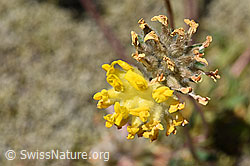 Alpen-Wundklee (Anthyllis vulneraria ssp. alpestris) (F170000) Alpen-Wundklee (Anthyllis vulneraria ssp. alpestris) (F170000)