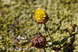 Braun-Klee (Trifolium badium) (F170019) Braun-Klee (Trifolium badium) (F170019)