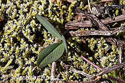 Braun-Klee (Trifolium badium) (F170020) Braun-Klee (Trifolium badium) (F170020)