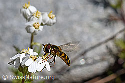 Moschus-Schafgarbe (Achillea erba-rotta)