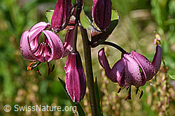 Blüten des Türkenbund (Lilium martagon) (F170083) Blüten des Türkenbund (Lilium martagon) (F170083)