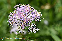 Akeleiblättrige Wiesenraute (Thalictrum aquilegiifolium) (F170091) Akeleiblättrige Wiesenraute (Thalictrum aquilegiifolium) (F170091)