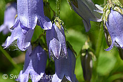 Bärtige Glockenblume (Campanula barbata) (F170101)