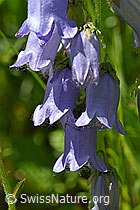 Bärtige Glockenblume (Campanula barbata) (F170103)