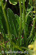 Bärtige Glockenblume (Campanula barbata) (F170104)