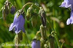 Bärtige Glockenblume (Campanula barbata) (F170107)