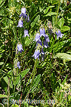 Bärtige Glockenblume (Campanula barbata) (F170108)