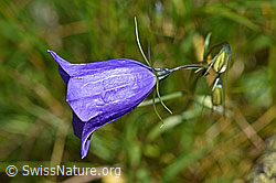 Campanula scheuchzeri (F170115)
