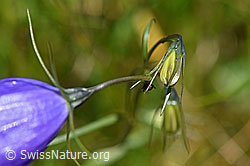 Campanula scheuchzeri (F170116)