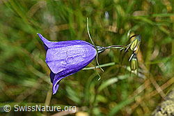 Campanula scheuchzeri (F170118)