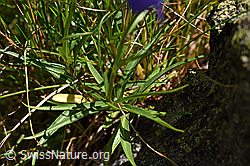 Campanula scheuchzeri (F170119)
