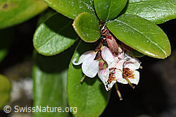 Preiselbeere (Vaccinium vitis-idaea) (F170125)