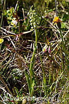 Weisszunge (Pseudorchis albida) (F170143) Weisszunge (Pseudorchis albida) (F170143)