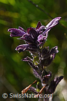 Alpenhelm (Bartsia alpina) (F170146)