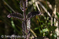 Alpenhelm (Bartsia alpina) (F170147)