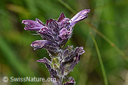 Alpenhelm (Bartsia alpina) (F170150)